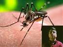 Dengue in Bhopal: बैरागढ़ में डेंगू संदिग्ध दूसरे भाई ने भी दम तोड़ा, रहवासियों में बढ़ी चिंता