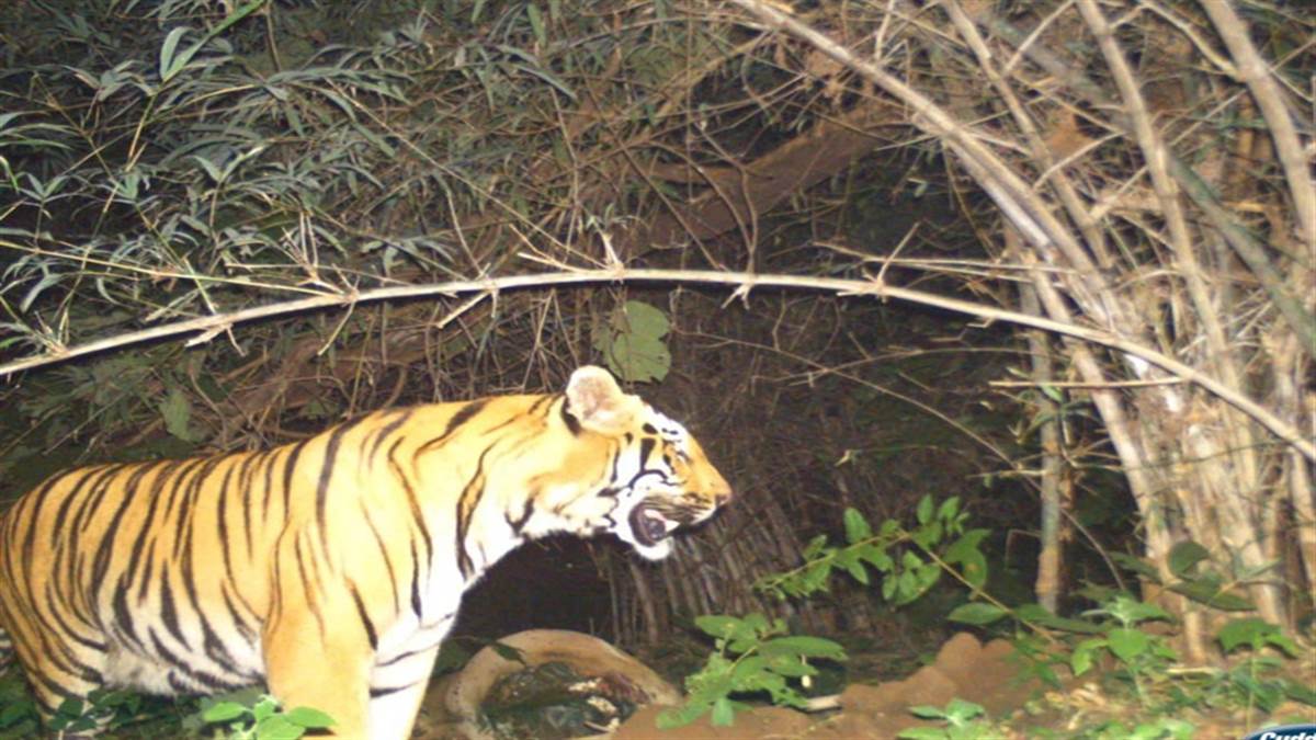 इंद्रावती टाइगर रिजर्व में कैमरे में कैद हुआ नया बाघ, वन विभाग ने वीडियो देहरादून भारतीय वन्यजीव संस्थान को भेजा