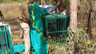 खत्म हुई तेंदुए की दहशत ... वन विभाग की टीम ने किया पिंजरे में कैद, अधिकारियों ने बताया कैसे पाया काबू