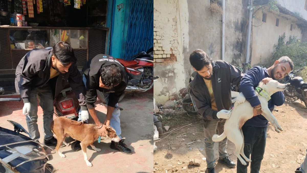 अंबिकापुर में आवारा कुत्तों का वैक्सीनेशन शुरू, 48 वार्डों में फीडिंग प्वाइंट निर्धारित; नशबंदी की तैयारी
