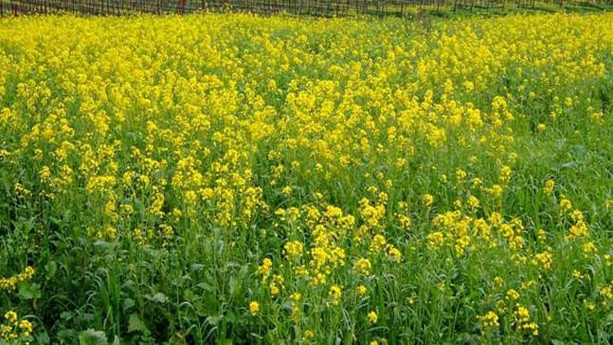 ग्वालियर में सरसों की बुवाई से खाली रह गए खेत, गेहूं का रकबा 20 हजार हेक्टेयर बढ़ने के आसार