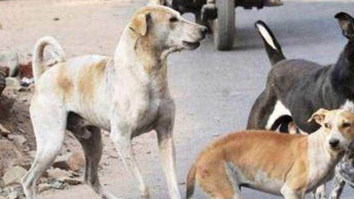 Jagdalpur News पागल कुत्ते ने दर्जन भर पर लोगों पर किया हमला ग्रामीणों