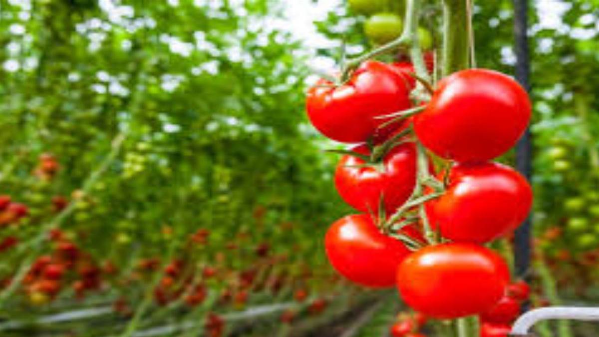 Benefits of tomato: औषधीय गुणों का धनी है टमाटर, मजबूत होती है इम्यूनिटी -  Benefits of tomato Tomato is rich in medicinal properties strengthens  immunity