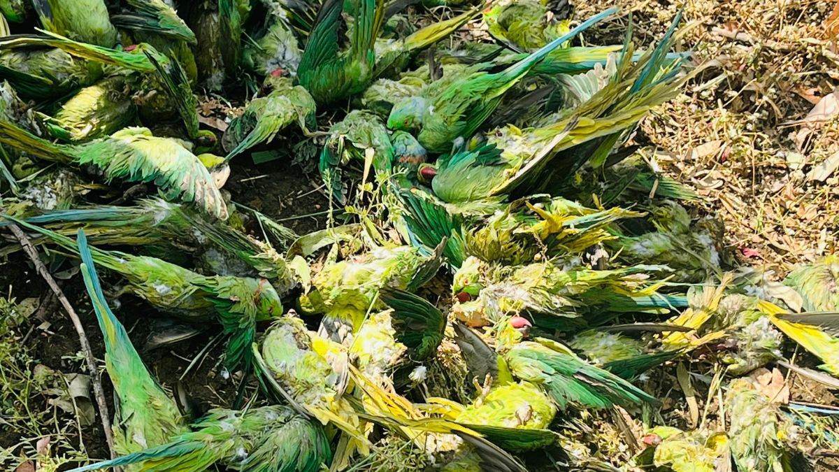 देवास में ओलावृष्टि ने छीनी सैकड़ों तोतों की जिंदगी, 300 से ज्यादा की मौत, ग्रामीणों ने किया सामूहिक अंतिम संस्कार