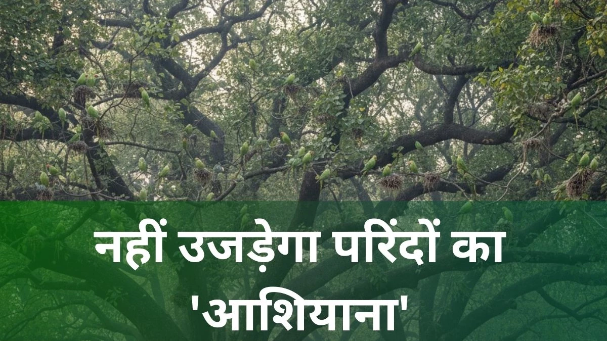 इंदौर में मेट्रो स्टेशन के लिए नहीं कटेंगे रानी सराय के सैंकड़ों पेड़, हजारों परिंदों का 'घरोंदा' सुरक्षित रहेगा