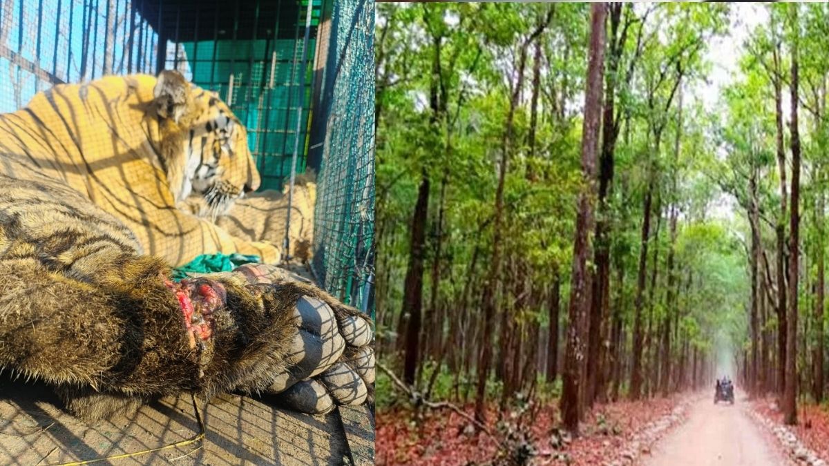 CG वन विभाग मध्य प्रदेश से बाघों को करेगा आयात, अपना स्वस्थ बाघ अब भी कैद