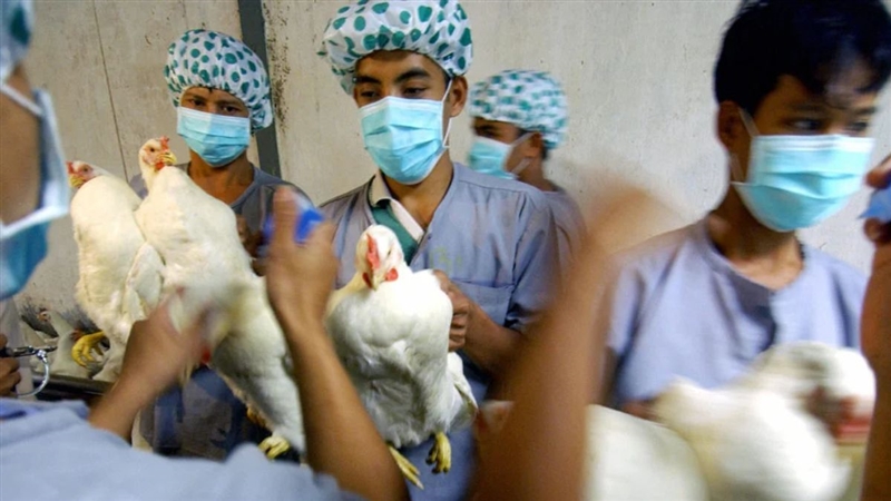 bird-flu-in-human-h5n1