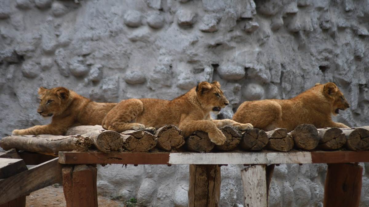 Gwalior Zoo News बाघिन उड़ा रही चिकन की दावत, एक अप्रैल से हिरण और