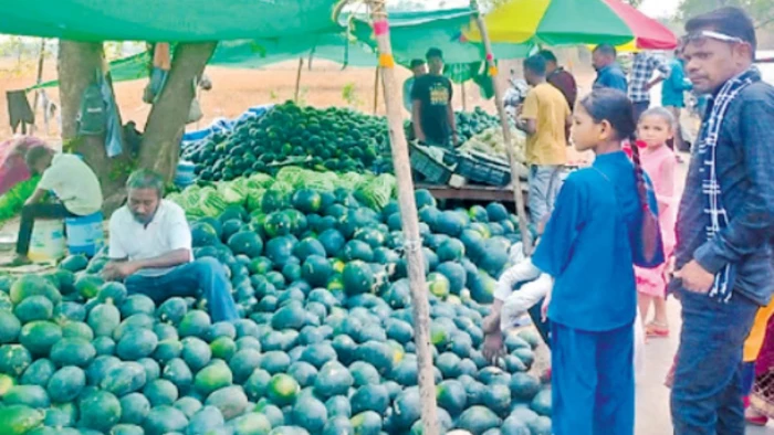खाड़ी देशों को तरबूज निर्यात ठप, छत्तीसगढ़ के किसानों को 300 करोड़ से अधिक का नुकसान