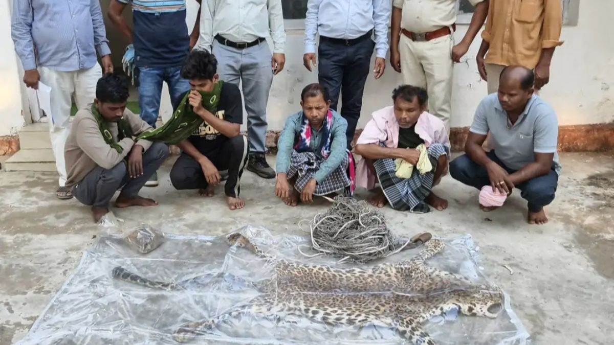 तेंदुए को फंदे में फंसा कुल्हाड़ी से सिर पर वारकर जिंदा मार डाला, मांस को खा गए, खाल बेचने की फिराक में थे, पांच गिरफ्तार