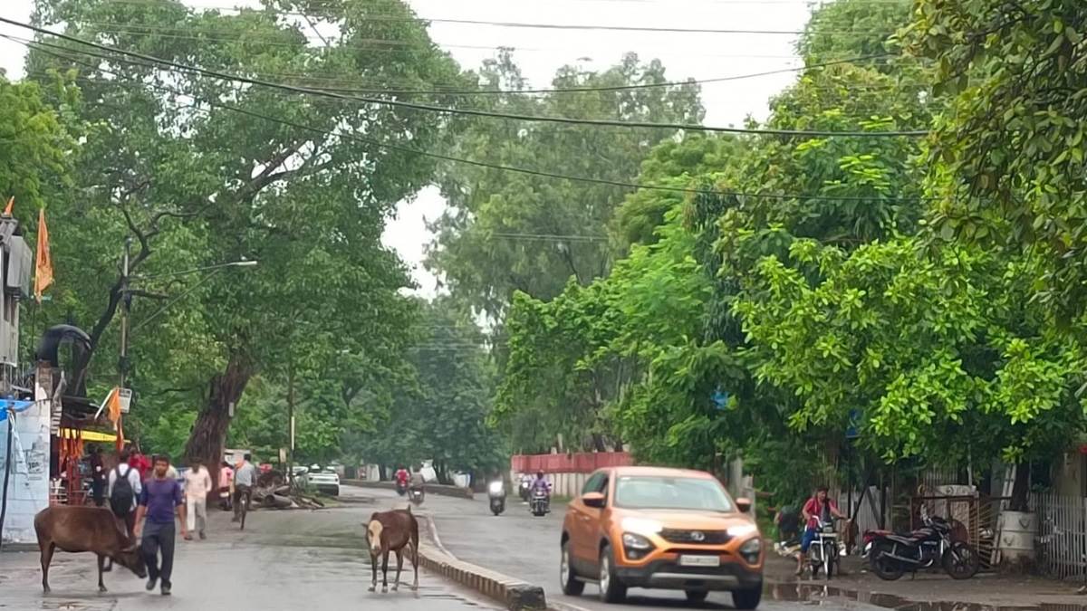 बिलासपुर में मौसम आशिकाना....संडे बनेगा स्पेशल डे, प्रकृति में चारों तरफ  हरियाली - Weather is romantic in Bilaspur Sunday will be a special day  greenery all around in nature