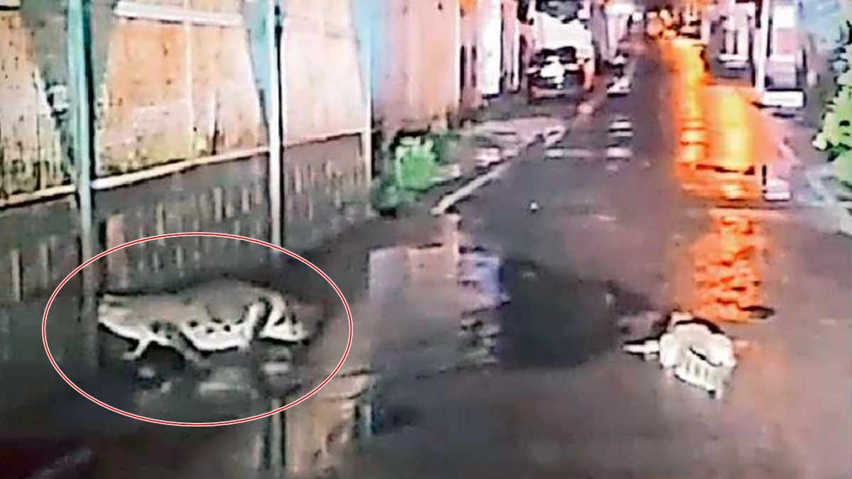 MP के शिवपुरी में नाइट वॉक पर सड़क पर निकले दो मगरमच्छ, लोगों में मच गया हड़कंप