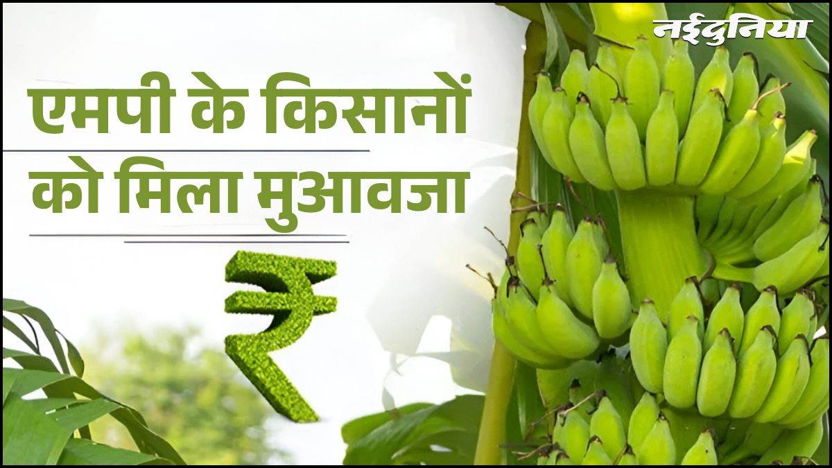 एमपी के 8 हजार किसानों को मिली सौगात, खाते में ट्रांसफर हुए ₹107.72 करोड़, 188 गांवों के अन्नदाताओं को मिला मुआवजा