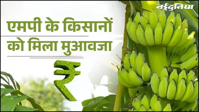 एमपी के 8 हजार किसानों को मिली सौगात, खाते में ट्रांसफर हुए ₹107.72 करोड़, 188 गांवों के अन्नदाताओं को मिला मुआवजा