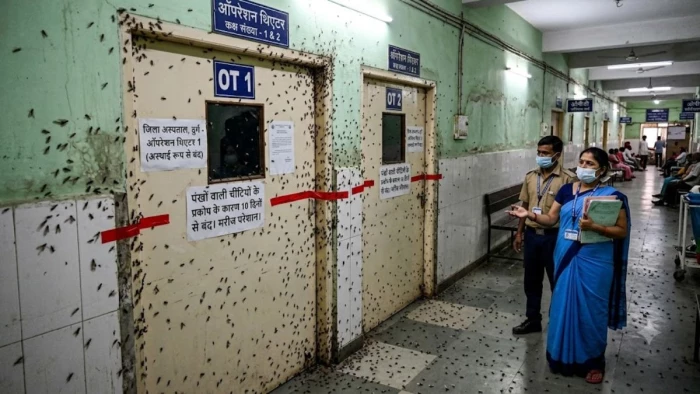 छत्तीसगढ़ के दुर्ग जिले के सरकारी अस्पताल में पंखों वाली चींटियों के झुंड के कारण 10 दिन से बंद पड़े हैं दो ऑपरेशन थिएटर