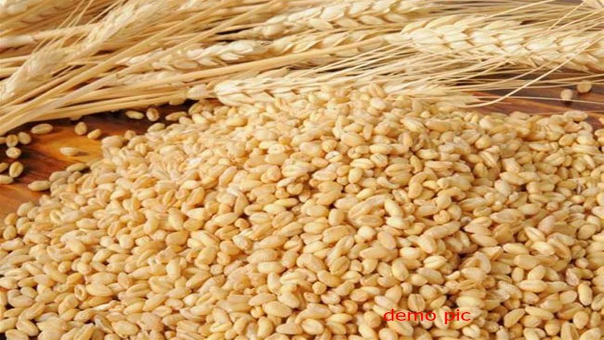 कठिया गेहूं की नई किस्मों में प्रोटीन जिंक और आयरन भरपूर कुपोषण होगा