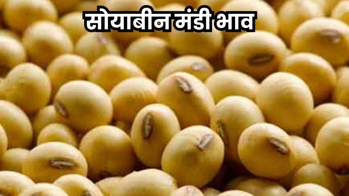 Soybean Mandi Bhav: सोयाबीन के दाम दस साल में सबसे कम, आंदोलन की तैयारी में एमपी के किसान