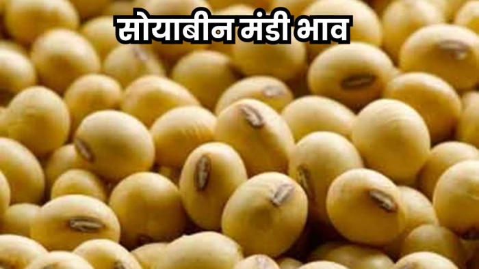 Soybean Mandi Bhav: सोयाबीन के दाम दस साल में सबसे कम, आंदोलन की तैयारी में एमपी के किसान