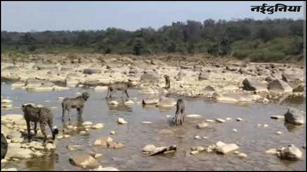 MP के Kuno से आई हैरान करने वाला तस्वीर, पानी से डरने वाले चीते मजे से कर रहे नदी पार