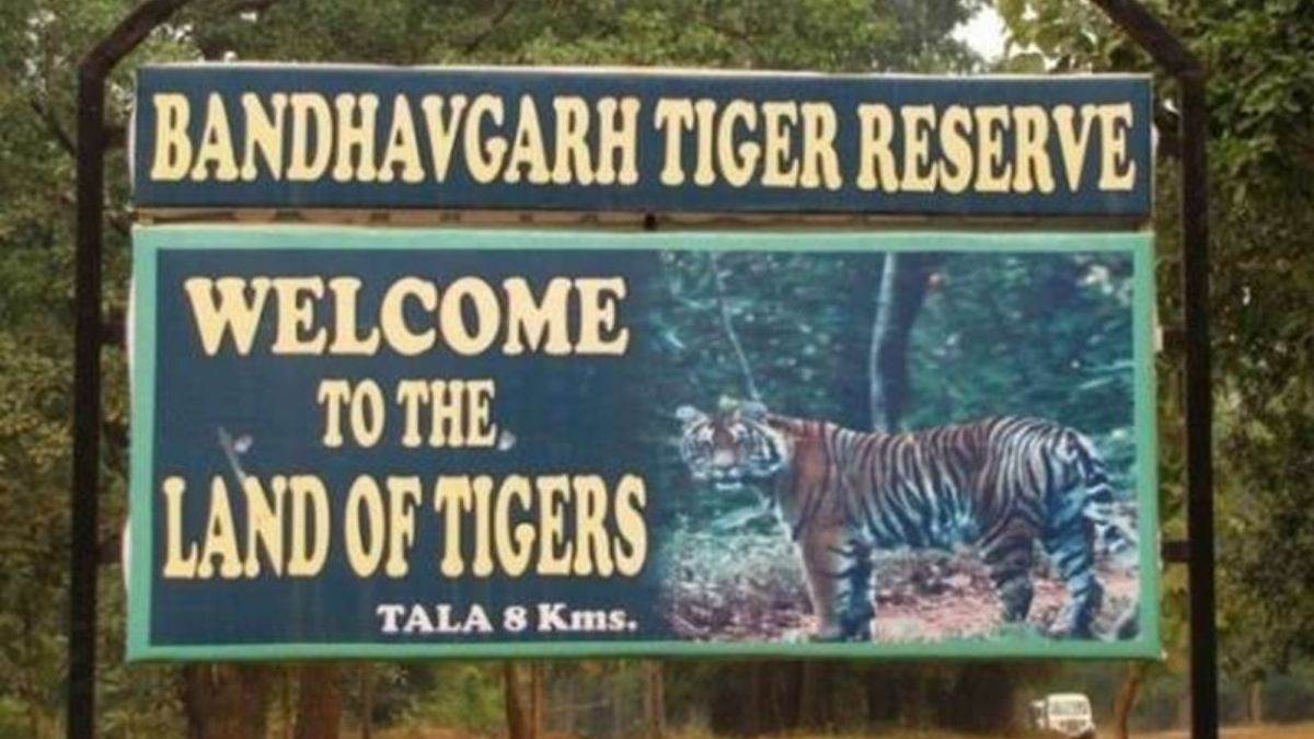 MP में घायल और बूढ़े बाघों को मिलेगा बेहतर इलाज; बांधवगढ़ के पास आकार लेगा आधुनिक चिड़ियाघर