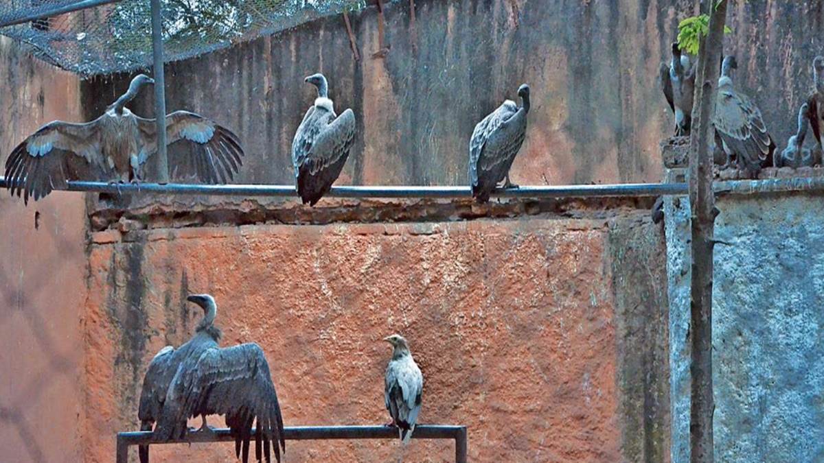 Gwalior Zoo News जू का होगा विस्तार अब ओपन एवियरी में होगा पक्षियों