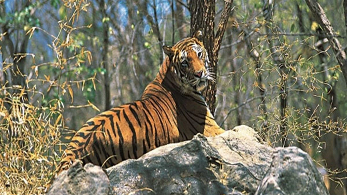 अचानकमार टाइगर रिजर्व में दहाड़ें तेज! बाघों का कुनबा 18 पहुंचा; पर्यटन को मिलेगी नई दिशा