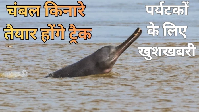 मध्य प्रदेश में चंबल किनारे तैयार होंगे ट्रैक, पर्यटक करीब से देख सकेंगे डाल्फिन-घड़ियाल और दुर्लभ जीव