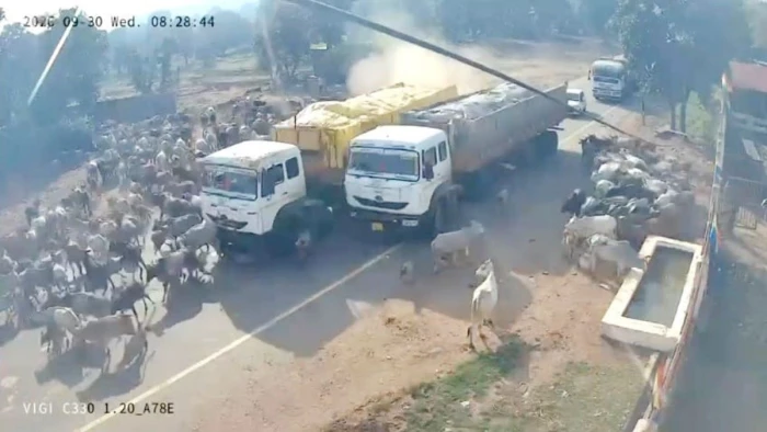 पन्ना के पवई में ट्राला गौवंश के झुंड पर चढ़ा, 20 मीटर तक घिसटती रहीं; 5 की मौके पर मौत