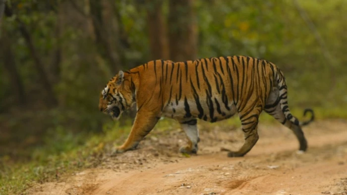 मंडला के कान्हा टाइगर रिजर्व में एक अक्टूबर से लौटेगा पर्यटन सीजन, शुरुआती दिनों की बुकिंग फुल