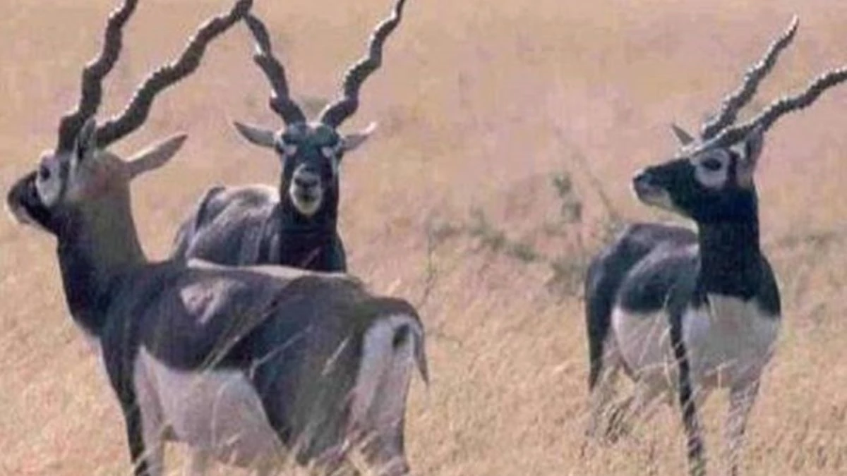 STSF ने काले हिरण मांस तस्करी में मुंबई से चौथा तस्कर पकड़ा, तस्करों के कनेक्शन में मुंबई के कई रईस परिवार