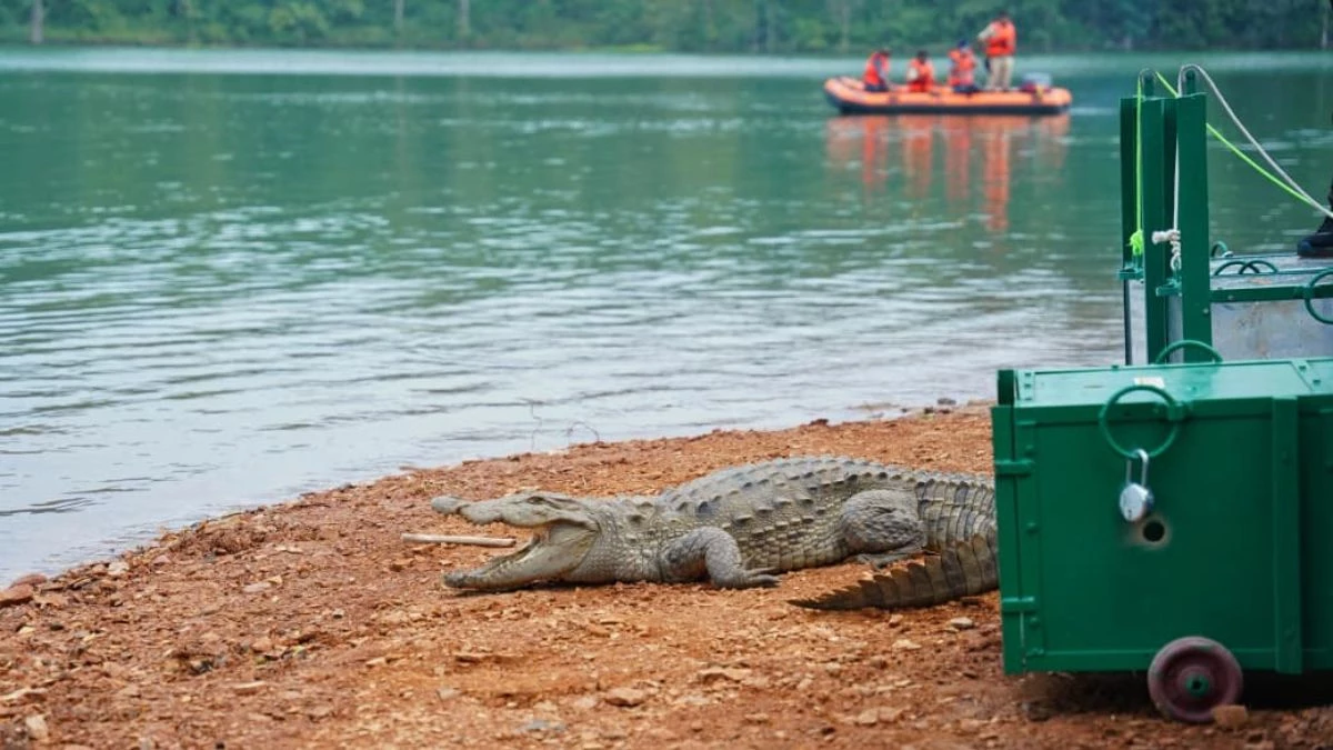 मध्यप्रदेश में वन्यजीव संरक्षण को बढ़ावा, सीएम मोहन यादव ने नर्मदा में छोड़े मगरमच्छ