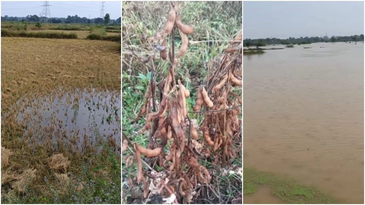 Rain in MP: मध्य प्रदेश में बेमौसम बारिश से सोयाबीन, सरसों, धान, उड़द, गेहूं, मटर और तिल की फसल को भी हुआ नुकसान