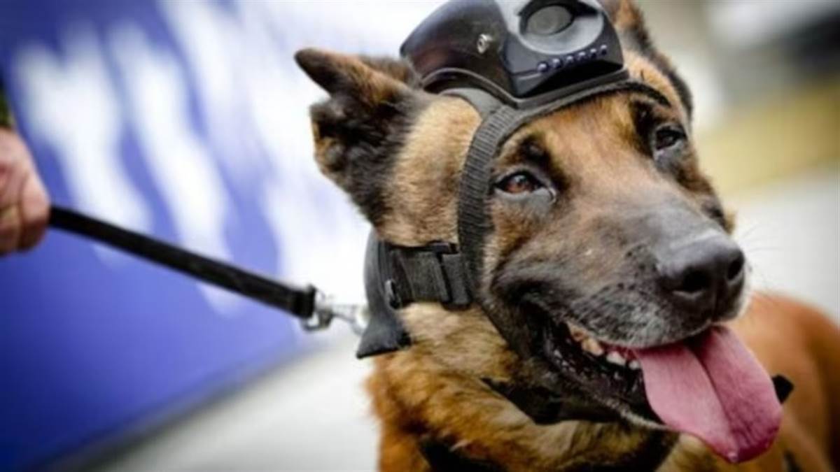 गुरुकुल में तीन आवारा कुत्तों की फांसी लगाकर हत्या, गोरक्षकों ने चौथे की बचाई जान; राजपुर की घटना