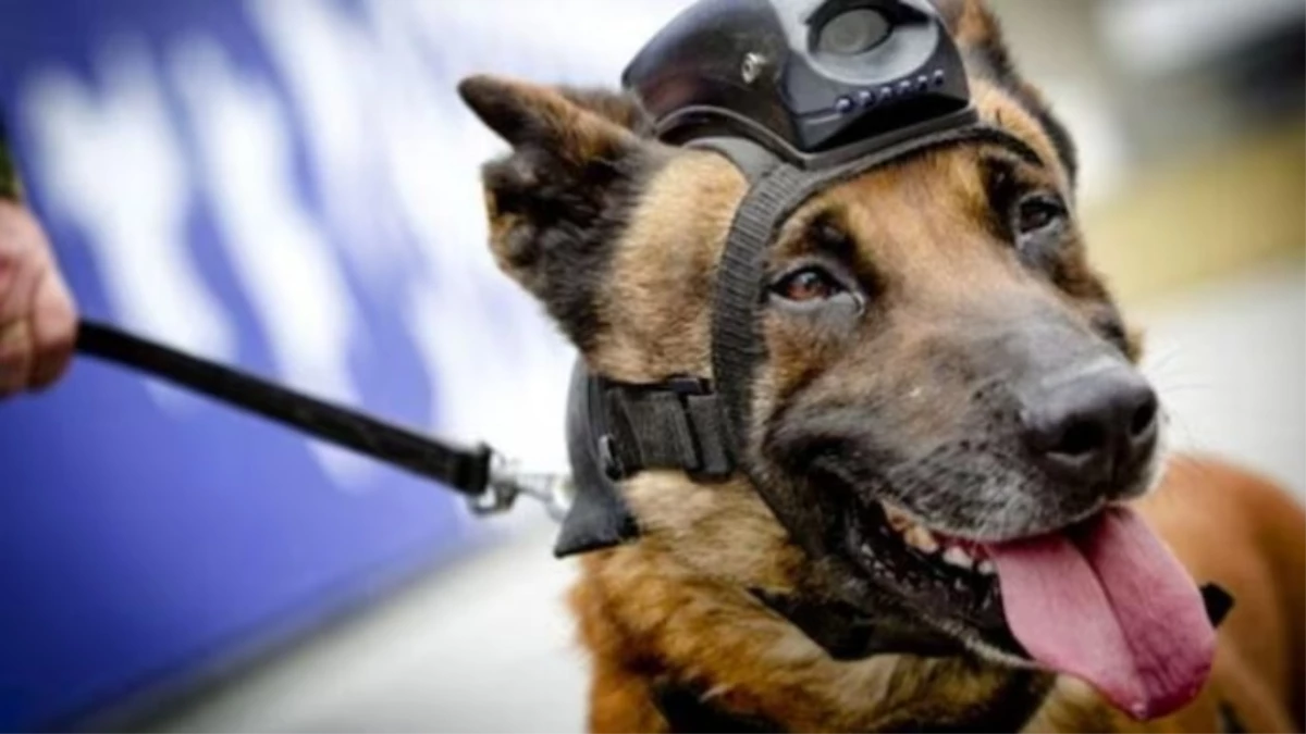 गुरुकुल में तीन आवारा कुत्तों की फांसी लगाकर हत्या, गोरक्षकों ने चौथे की बचाई जान; राजपुर की घटना