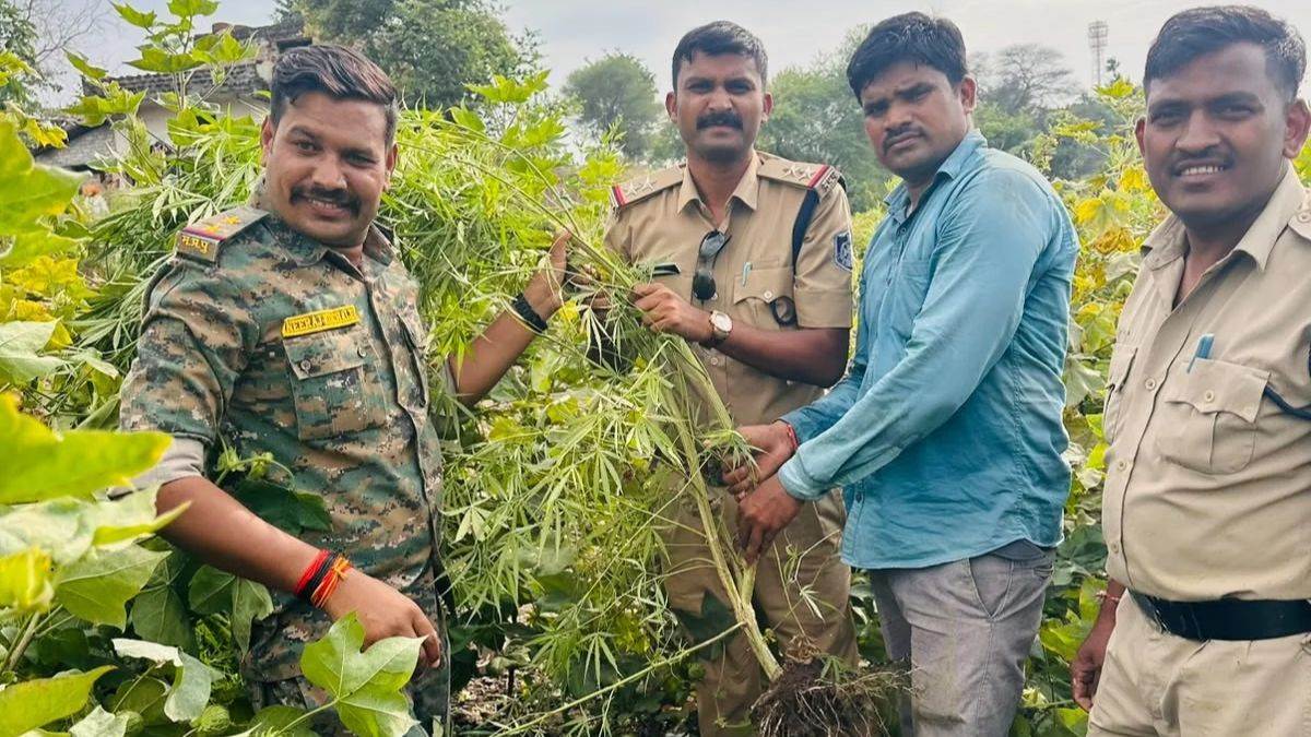 धार में कपास-तुअर के बीच उगा रखे थे गांजे के 360 पौधे, खेत मालिक गिरफ्तार