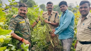 धार में कपास-तुअर के बीच उगा रखे थे गांजे के 360 पौधे, खेत मालिक गिरफ्तार