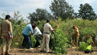 महू में पहाड़ी खेत पर अरहर की फसल में उगा रखा था गांजा, 210 पौधे जब्त, 1 किमी पैदल चलकर पहुंची पुलिस