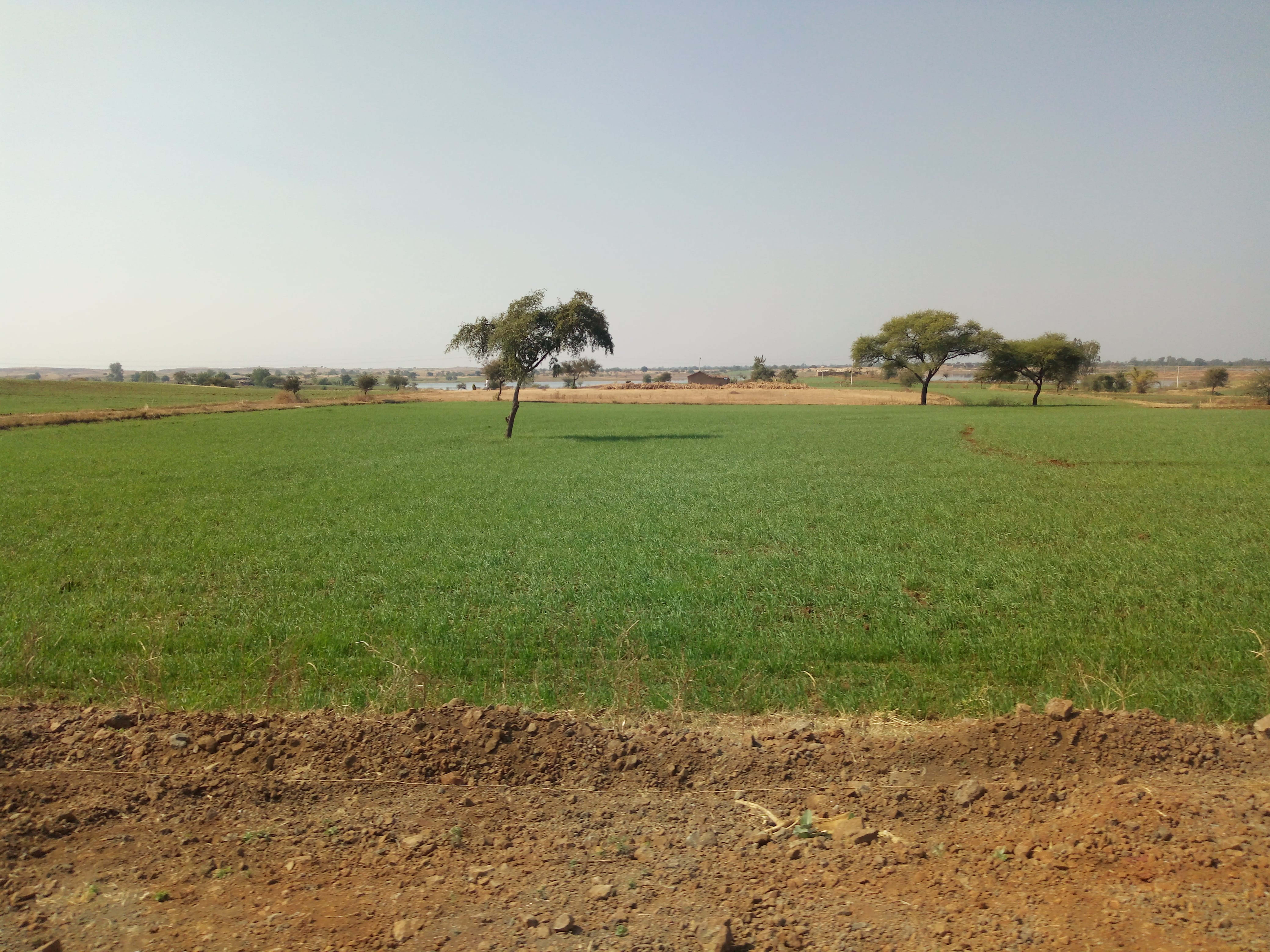 कृषि इंदौर न्यूज: फसलों को दें संतुलित खाद, अंधाधुंध उपयोग से बढ़ रही लागत