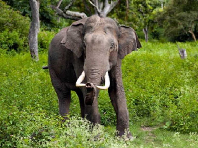 छत्तीसगढ़ के धमतरी जिले में तीन हाथियों ने हमला कर एक महिला को मार डाला