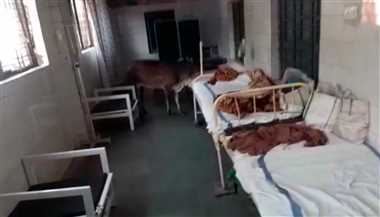 VIDEO Rajgarh News: जिला अस्पताल में बदइंतजामी का आलम, 10 दिन में दूसरी बार घुसे मवेशी