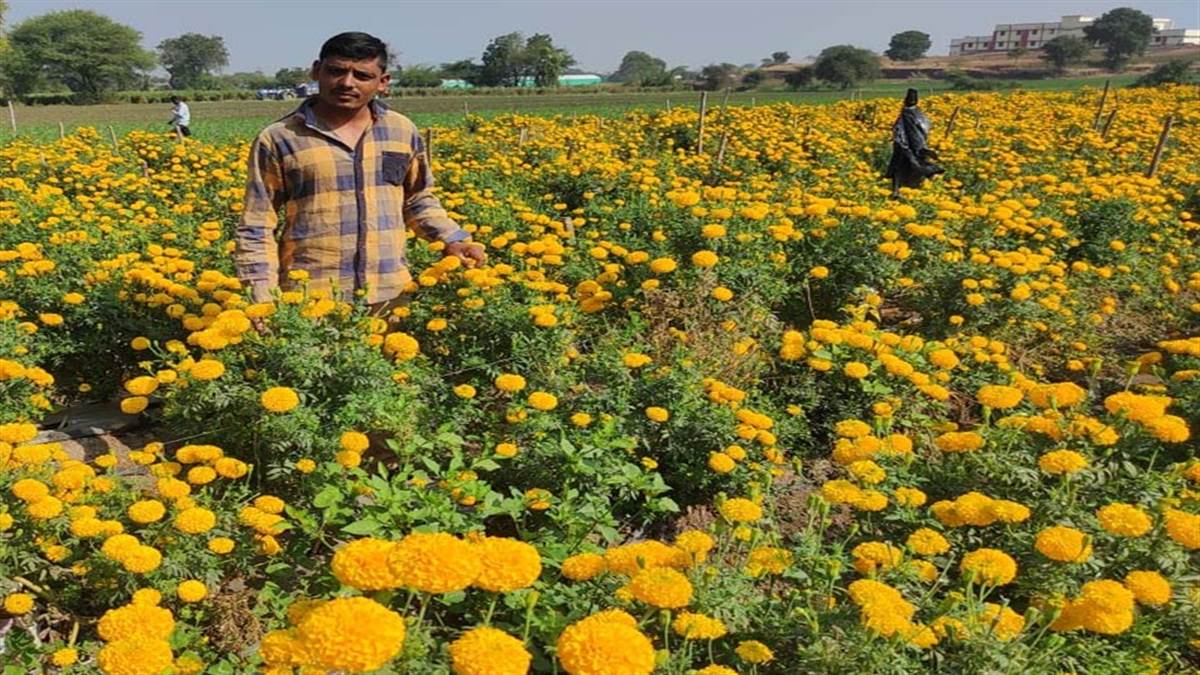 Jhabua news: फूलों की खेती में बढ़ा किसानों का रुझान, कम लागत में मिल रहा ज्यादा मुनाफा