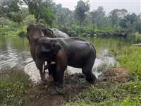 Hoshangabad News: सतपुड़ा टाइगर रिजर्व में नये मेहमान, कर्नाटक से 1200 किमी का सफर तय कर आ रहे हैं चार हाथी