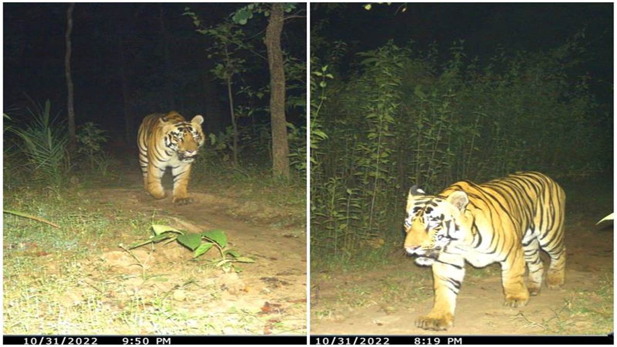 Gariaband News: उदंती सीतानदी टाइगर रिजर्व के ट्रैप कैमरे में दिखा बाघ, सुरक्षा को लेकर चिंतित वन विभाग