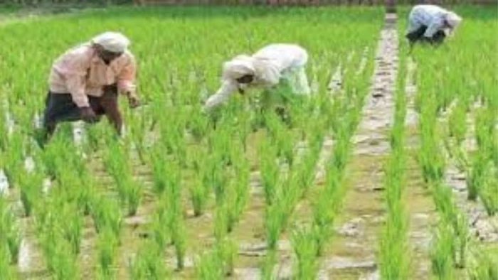 किसानों ने धान बेचकर मात्र 11 दिनों में चुका दिए 136 करोड़ रुपये के ऋण, 1,998 लाख क्विंटल धान की हुई खरीदी