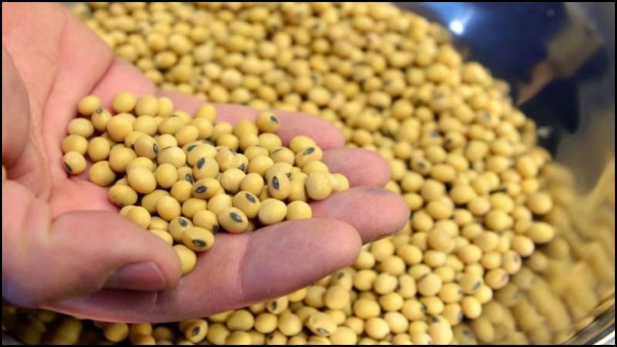 सोयाबीन के अवैध भंडारण पर सख्ती, व्यापारियों पर हुई कार्रवाई, कलेक्टर ने दिए जांच के निर्देश