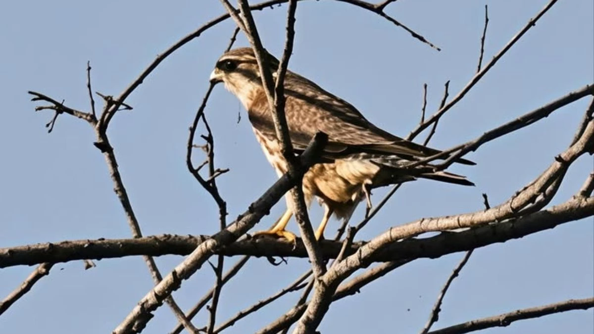 भोपाल के भोज वेटलैंड में देखा गया दुर्लभ 'मर्लिन फाल्कन' पक्षी, दुनिया के सबसे छोटा और फुर्तीला शिकारियों में शामिल