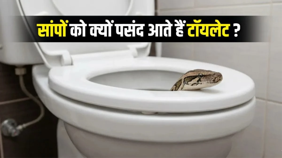 क्या आपके टॉयलेट में भी आ सकता है सांप? जानें वो 3 बड़े कारण और बचाव के तरीके