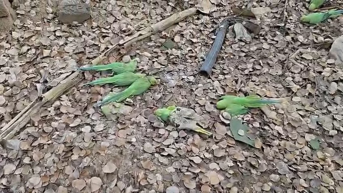 MP में 48 घंटों में मिले 80 तोतों के शव, कुछ तड़पते मिले, पशु चिकित्सक ने बताई ये वजह
