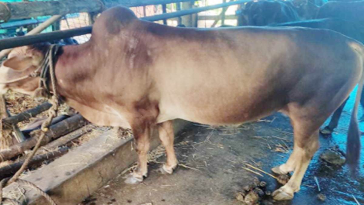 देशी गायों के दूध उत्पादन में वृद्धि का रास्ता खुला, गोवंश की भारतीय नस्ल में सर्वाधिक रोग प्रतिरोध क्षमता