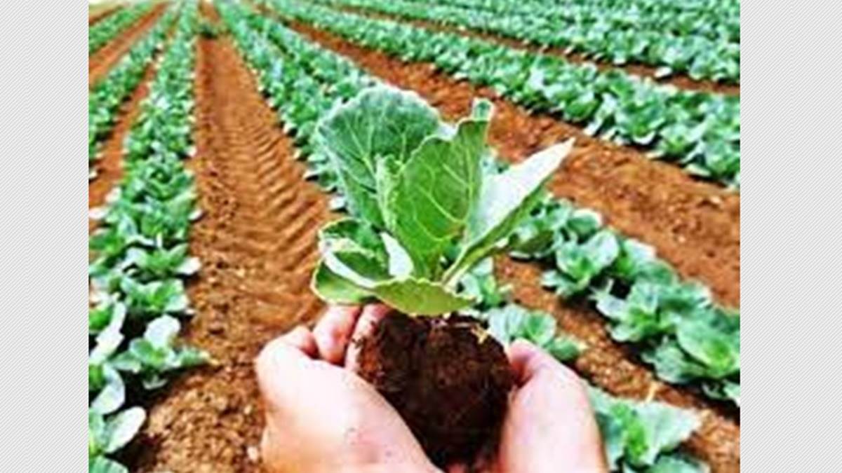 Indore News: जैविक खेती को प्रोत्साहित करने के लिए इंदौर में जैविक महोत्सव 3 फरवरी से